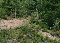 Hillside Viewed with telephoto lens at 500 Yards